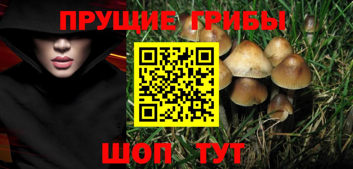 Псилоцибиновые грибы Psilocybe  Вход с VPN  Азнакаево  Галлюциногенные грибы GOLDEN TEACHER 